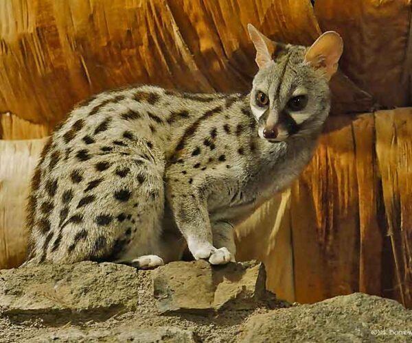 33 Common Genet Profile Facts: Animal, Traits, Pet, Diet, Baby