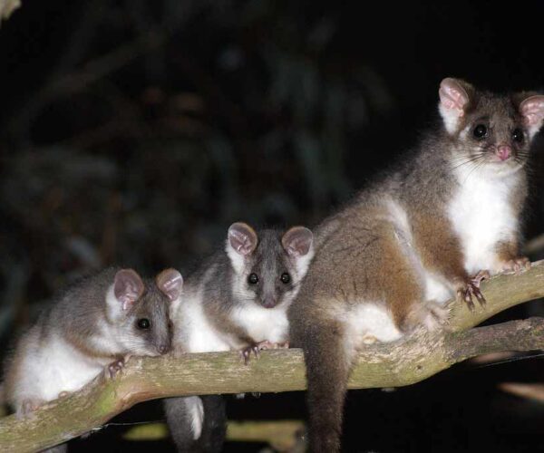 Common Ringtail Possum: Profile, Traits, Facts, Diet, Range