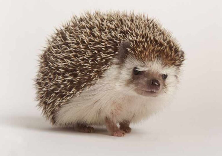 19 Different Types of Hedgehogs Profile, Facts, Traits, Pet Mammal Age