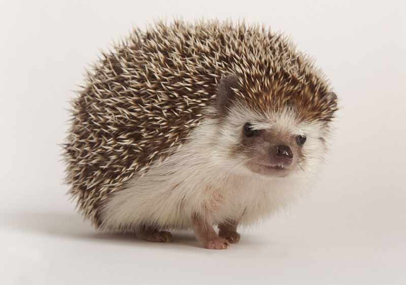 Daurian Hedgehog: Profile, Facts, Traits, Size, Care, Health