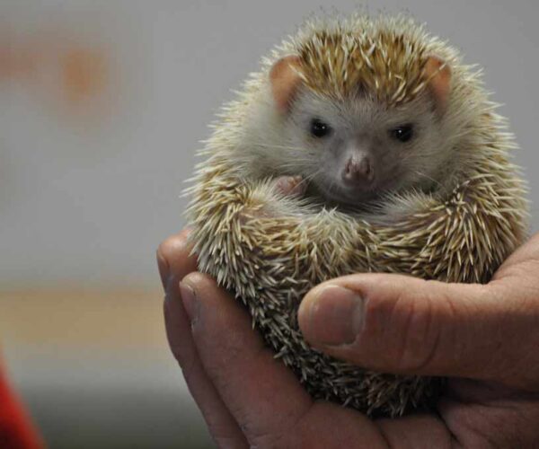 Desert Hedgehog Profile: Traits, Facts, Habitat, Diet, Pet