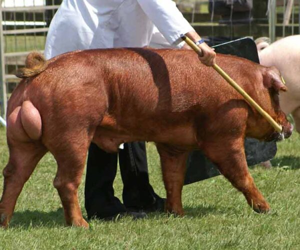 Duroc Pig – Description | Profile | Traits | Facts | Breeds | Size
