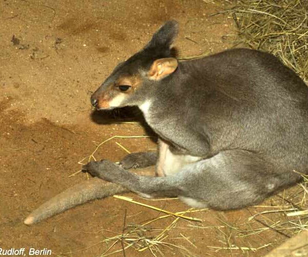 Dusky Pademelon Profile: Traits, Facts, Tracks, Range, Diet