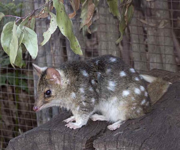 Eastern Quoll Profile: Traits, Facts, Range, Skull, Teeth, Track