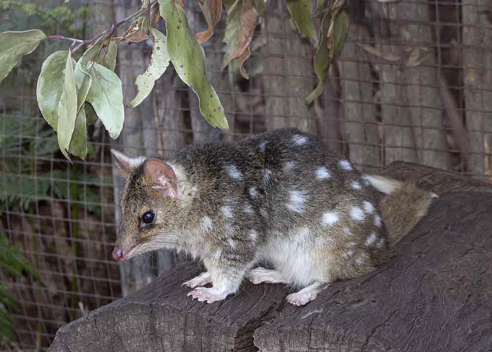 Eastern Quoll Profile: Traits, Facts, Range, Skull, Teeth, Track