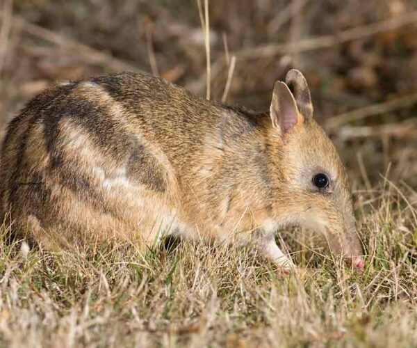 Eastern Barred Bandicoot Profile: Traits, Facts, Range, Diet