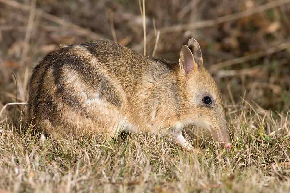 Eastern Barred Bandicoot Profile: Traits, Facts, Range, Diet