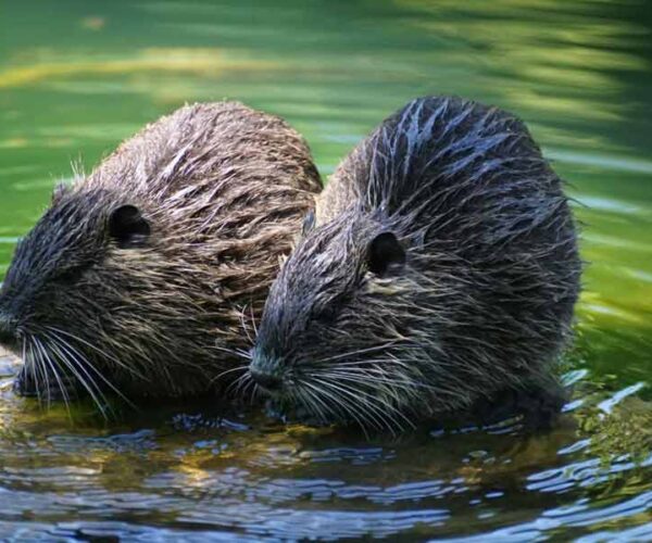 Eurasian Beaver Profile: Traits, Facts, Food, Habitat, Teeth