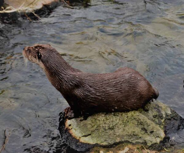 Eurasian Otter Facts: Profile, Traits, Skull, Food, Feet, Face