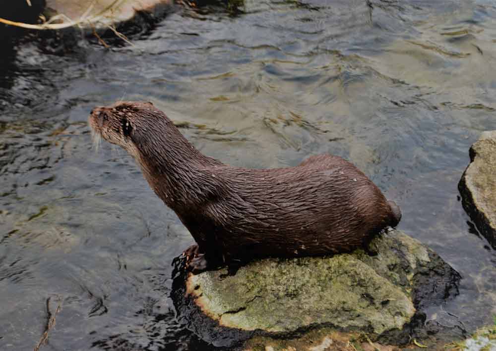 Eurasian Otter Facts: Profile, Traits, Skull, Food, Feet, Face