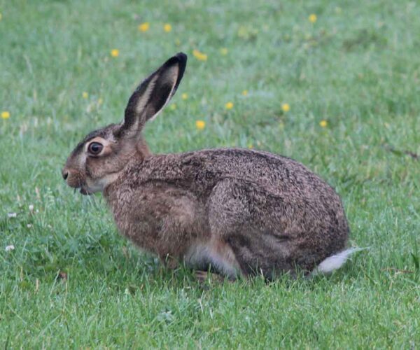 67 European Hare Profile Facts: Traits, Call, Face, Size, More