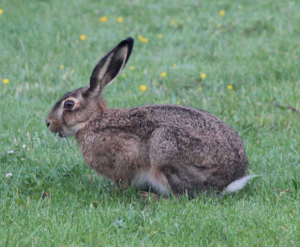 67 European Hare Profile Facts: Traits, Call, Face, Size, More