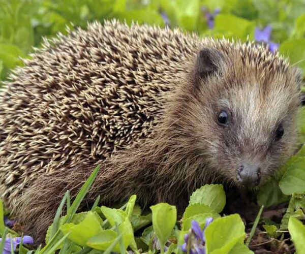 European Hedgehog: Profile, Facts, Traits, Size, Pet, Habitat