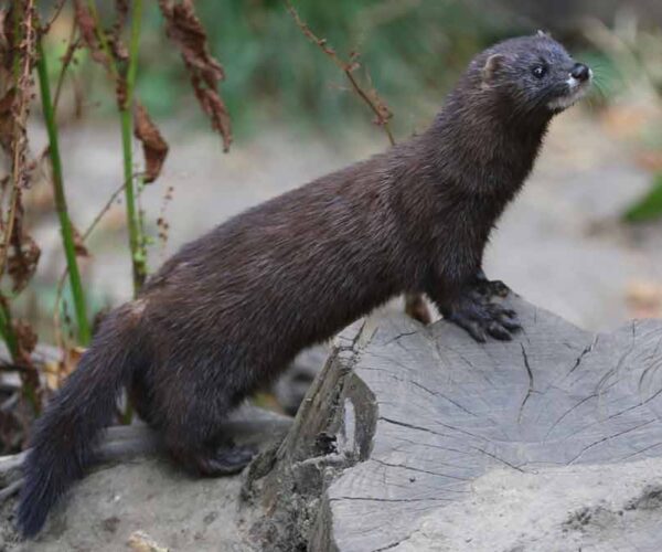 42 European Mink Profile Facts: Habitat, Traits, Skull, Teeth