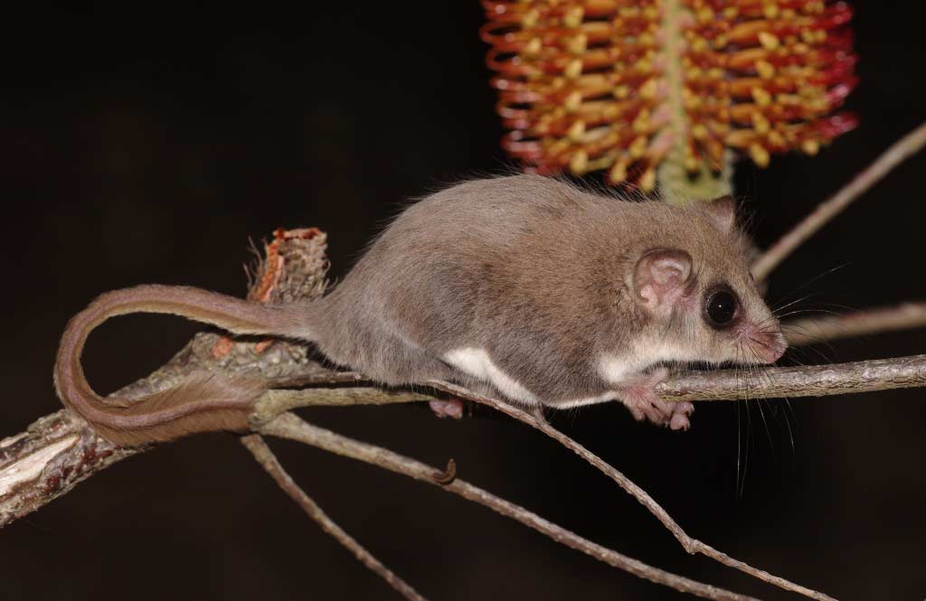 Feathertail Glider – Profile | Traits | Facts | Tail | Flying | Habitat