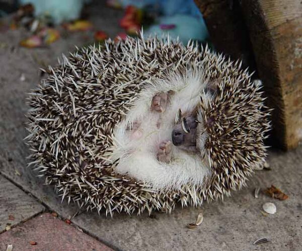 Four-Toed Hedgehog – Profile | Facts | Traits | Size | Cute | Baby
