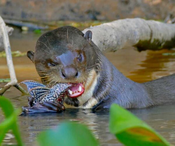 Giant Otter Profile: Facts, Traits, Size, Animal, Shrew, Range