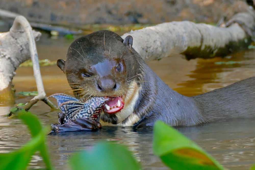 Giant Otter Profile: Facts, Traits, Size, Animal, Shrew, Range