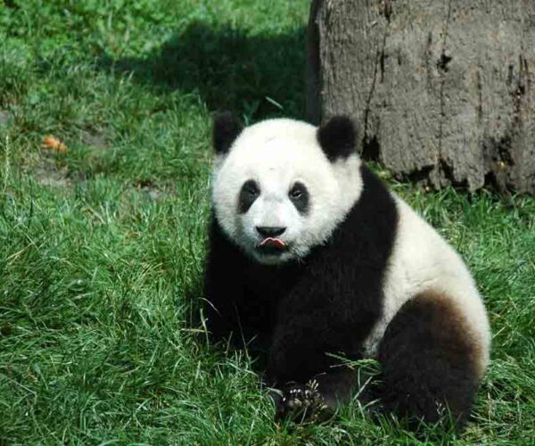 Giant Panda – Profile | Traits | Facts | Cute | Body | Zoo | Habitat