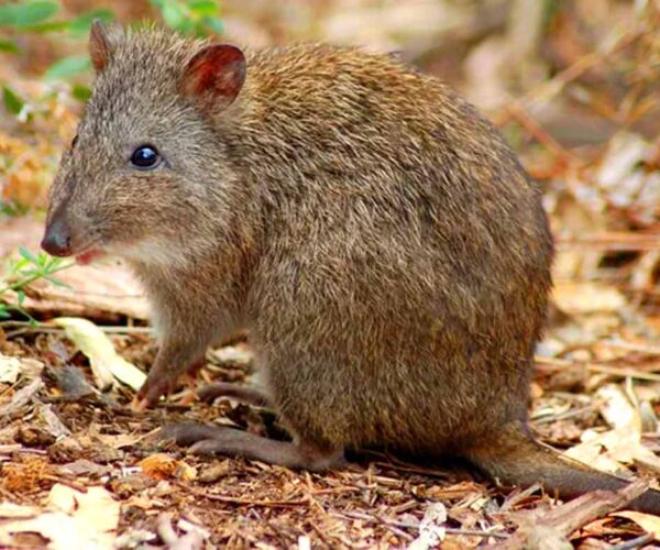 Gilbert’s Potoroo Profile: Traits, Facts, Habitat, Diet, Ecology