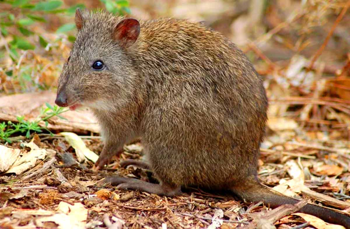 Gilbert’s Potoroo Profile: Traits, Facts, Habitat, Diet, Ecology