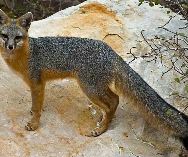 50 Gray Fox Profile Facts: Traits, Fur, Tracks, Habitat, More