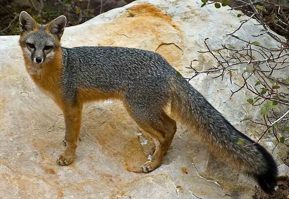 50 Gray Fox Profile Facts: Traits, Fur, Tracks, Habitat, More