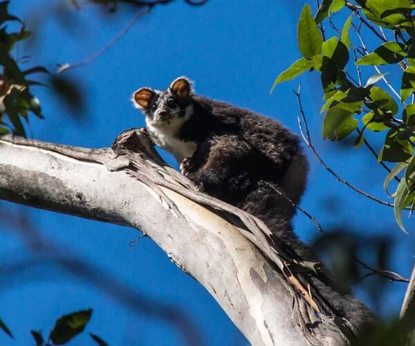 Greater Glider Possum – Profile | Traits | Facts | Size | Baby