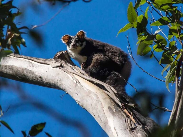Greater Glider Possum Profile, Traits, Facts, Size, Range Mammal Age