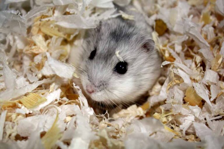 Grey Dwarf Hamster: Profile, Facts, Traits, Cute, Baby, Size - Mammal Age