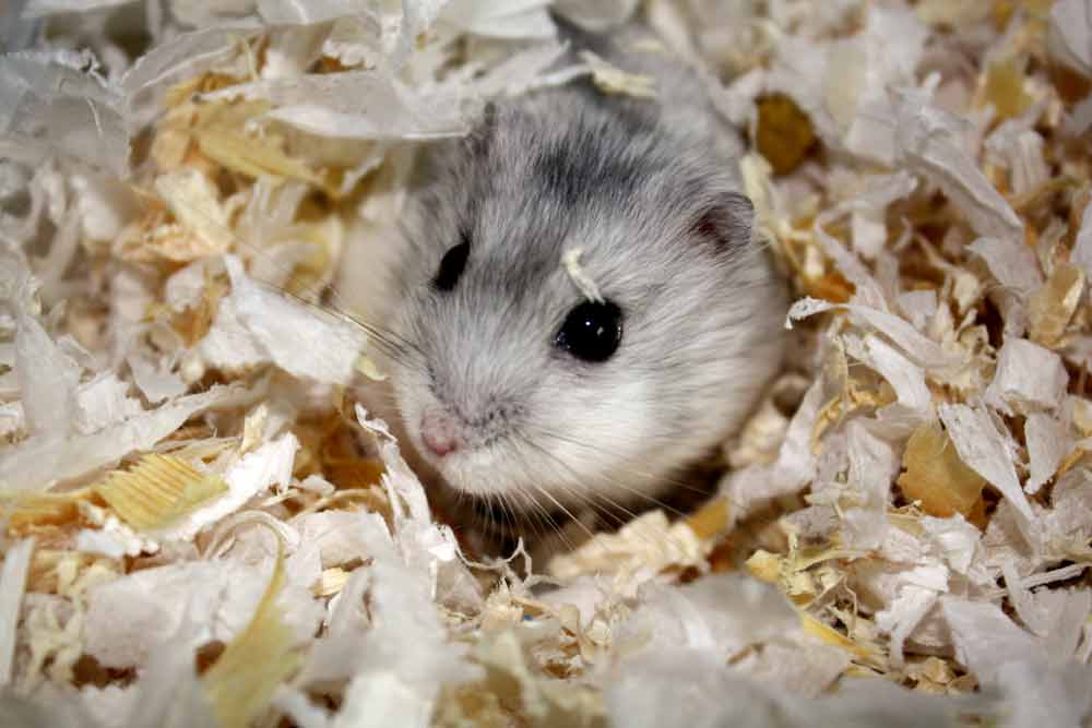 Grey Dwarf Hamster: Profile, Facts, Traits, Cute, Baby, Size