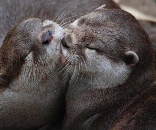 Hairy-Nosed Otter – Profile | Traits | Facts | Habitat | Behavior