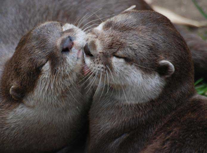 34 Hairy-Nosed Otter Profile Facts: Traits, Habitat, Diet, More