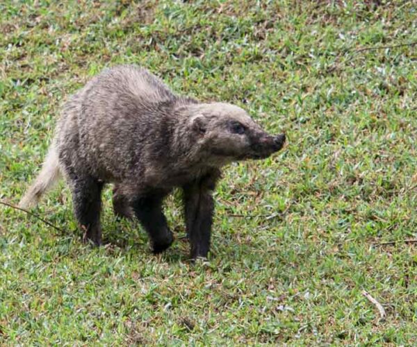 46 Hog Badger Profile Facts: Traits, Skull, Baby, Wolverine, More