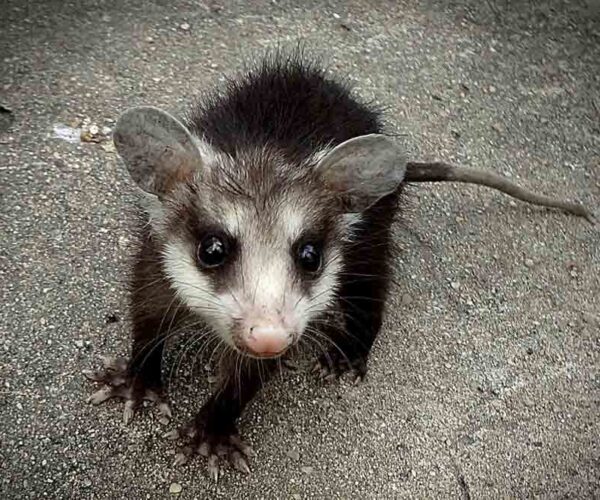 Honey Possum – Profile | Traits | Facts | Tongue | Habitat | Pouch