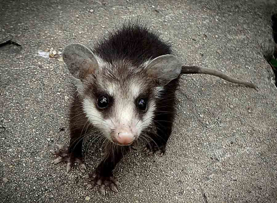 Honey Possum: Profile, Traits, Facts, Tongue, Habitat, Pouch