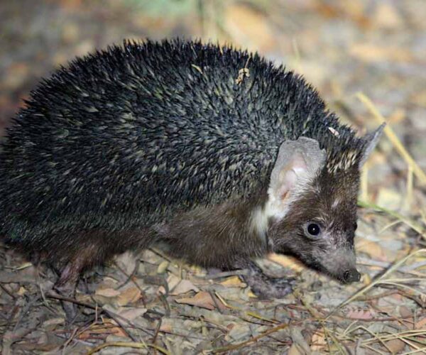 Indian Hedgehog: Profile, Traits, Facts, Diet, Size, Range