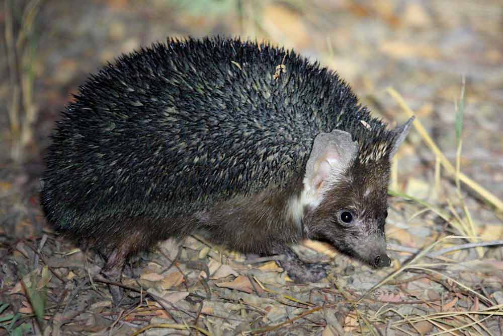 Indian Hedgehog – Animal | Profile | Facts | Traits | Protein | Habitat