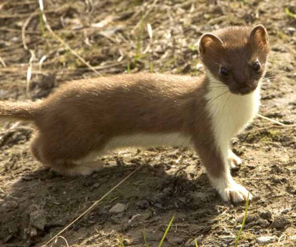 Indonesian Mountain Weasel Facts: Profile, Traits, Diet, Range