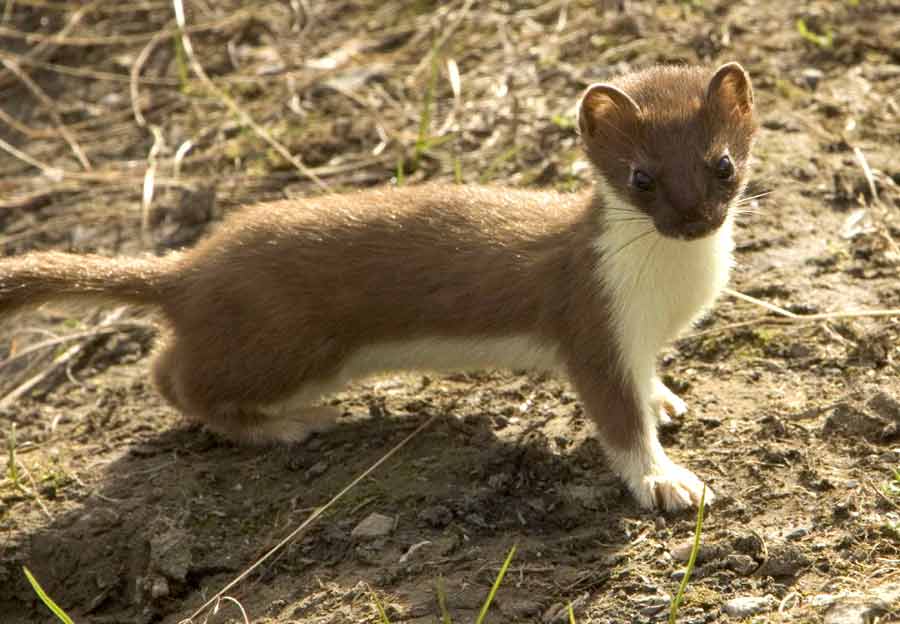 Indonesian Mountain Weasel Facts: Profile, Traits, Diet, Range