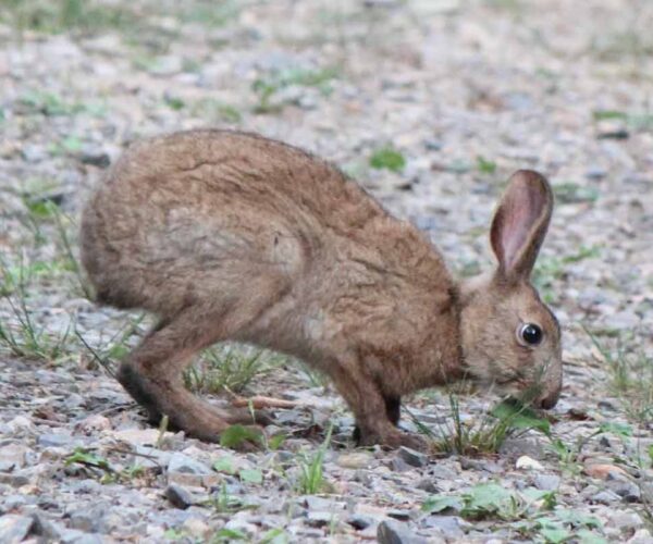 Japanese Hare – Behavior | Profile | Traits | Facts | Snow | Habitat | Diet