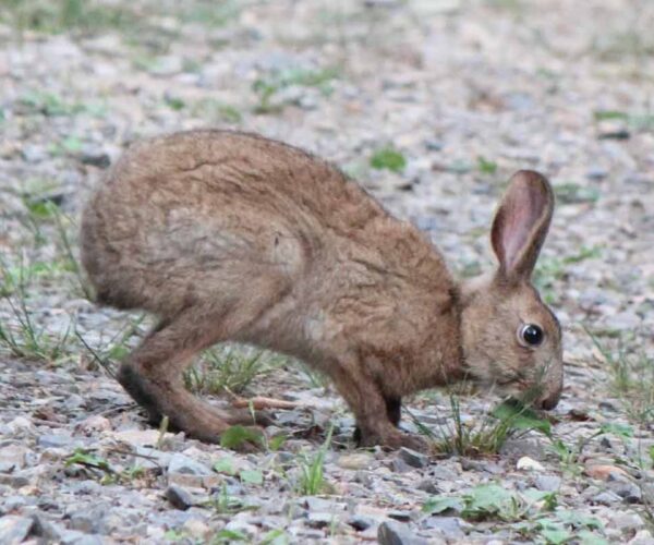 46 Japanese Hare Profile Facts: Behavior, Traits, Diet, More