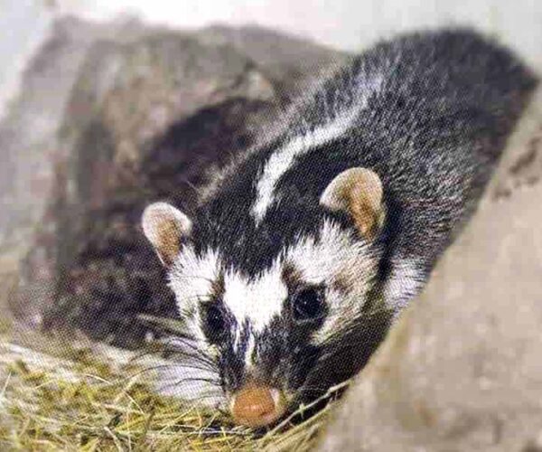 Javan Ferret-Badger Profile: Traits, Facts, Range, Diet, More