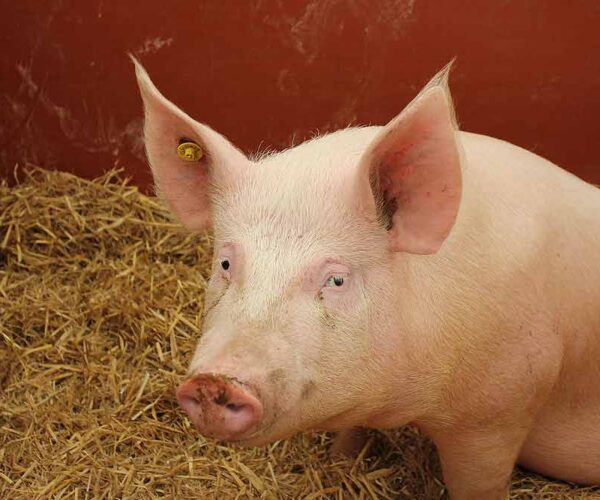 Large White Pig Profile: Facts, Traits, Lifespan, Diet, Range