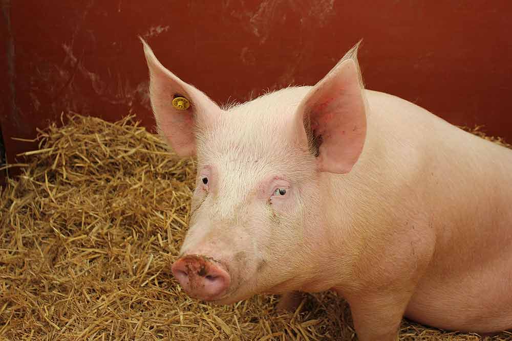 Large White Pig Profile: Facts, Traits, Lifespan, Diet, Range