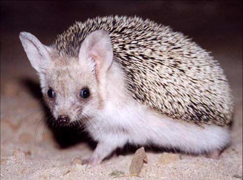 Long-Eared Hedgehog Profile: Facts, Traits, Baby, Pet, Diet