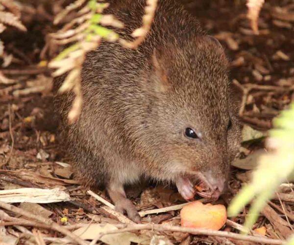 Long-Footed Potoroo Profile: Facts, Traits, Diet, Lifespan