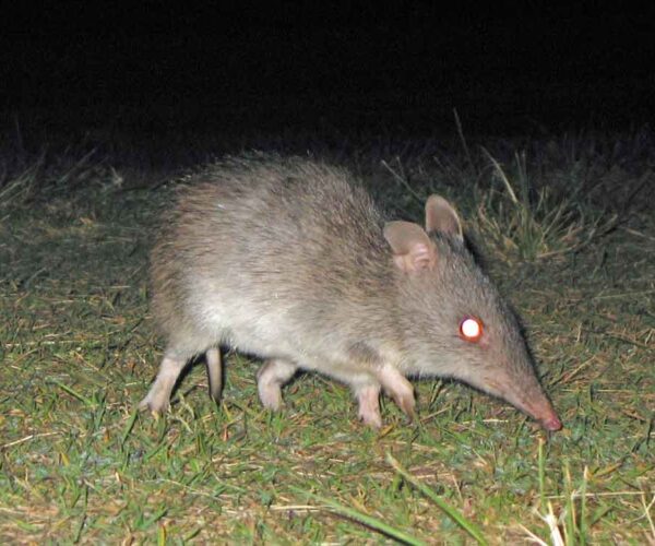 Long-Nosed Bandicoot – Profile | Traits | Facts | Pouch | Noise