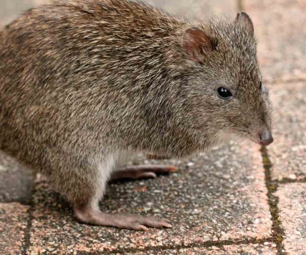 Long-Nosed Potoroo Profile: Traits, Facts, Diet, Habitat