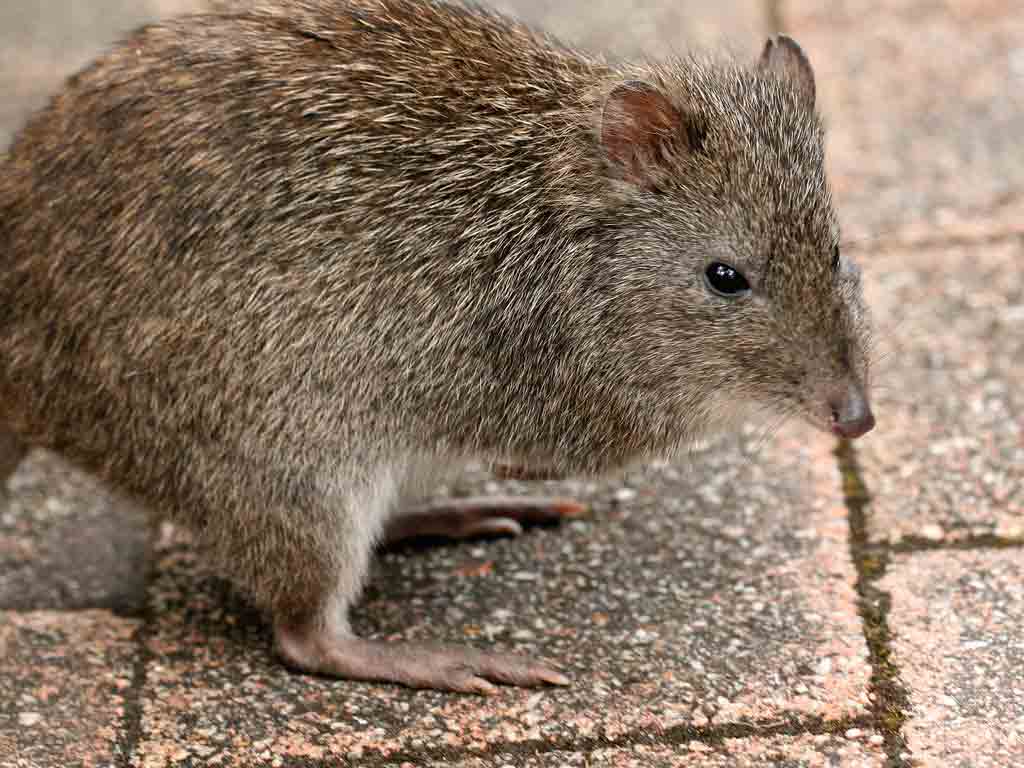 Long-Nosed Potoroo Profile: Traits, Facts, Diet, Habitat